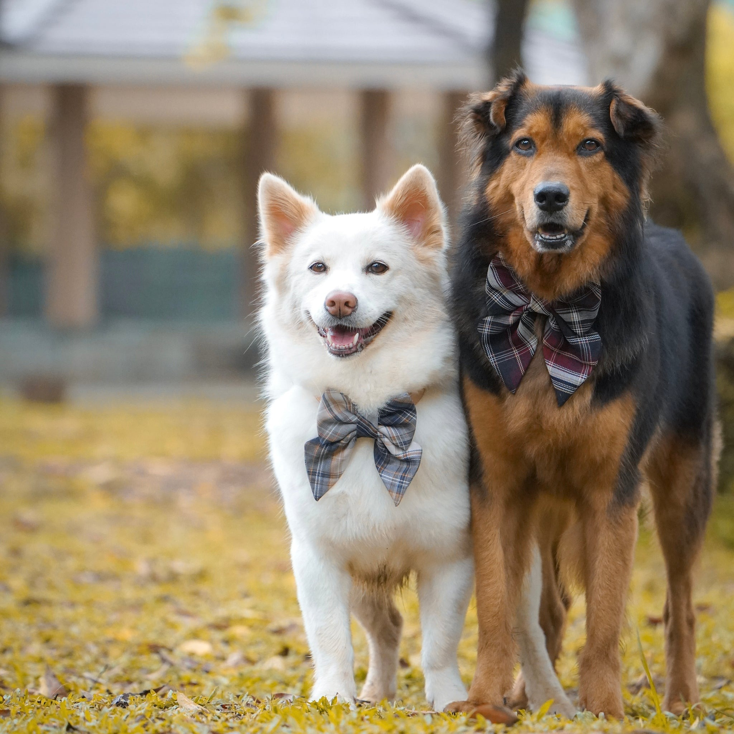 Bowties and Bandanas