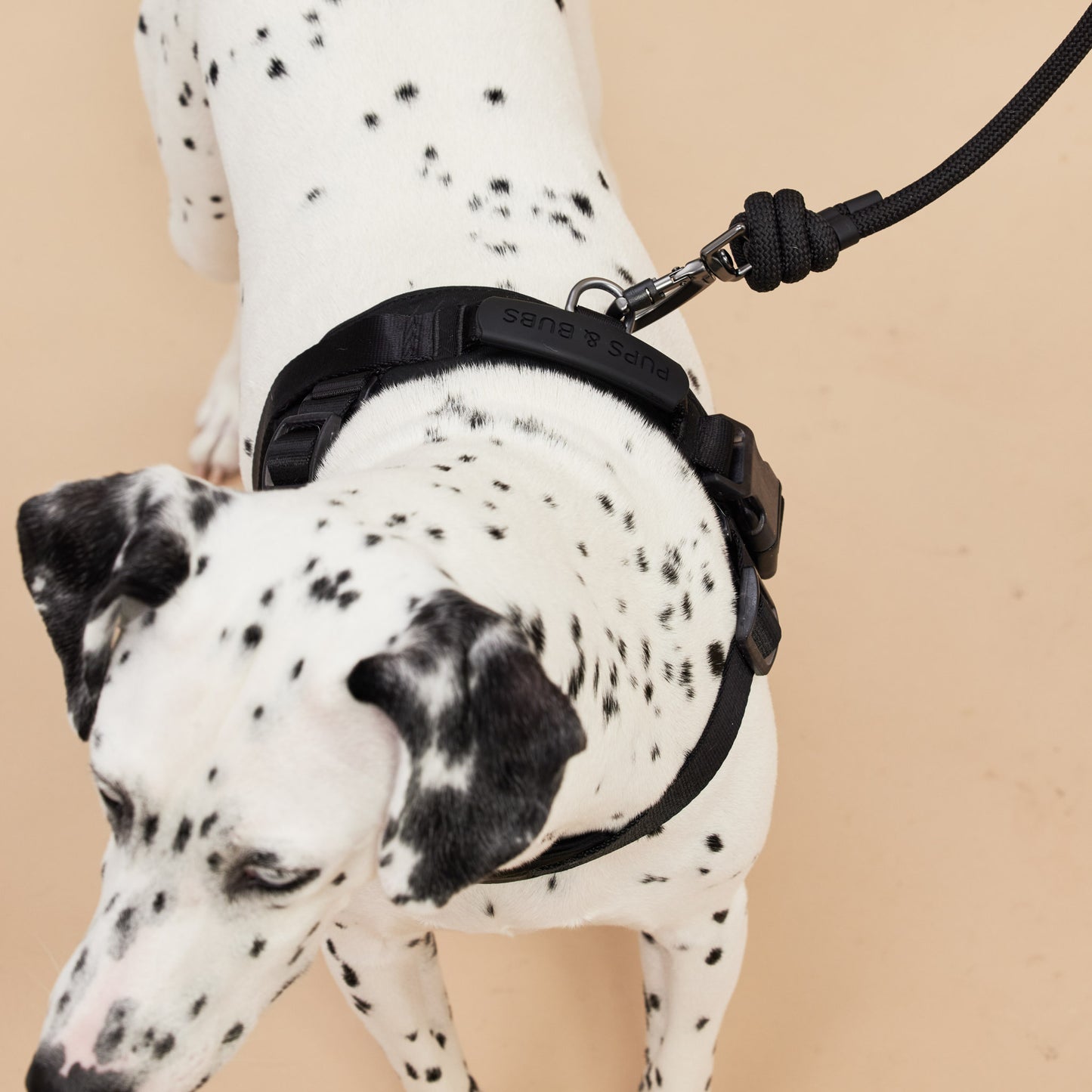 ROVER // harness