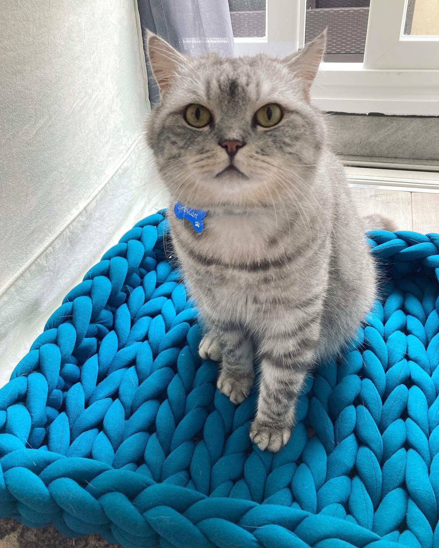 Toastbox // cotton pet bed