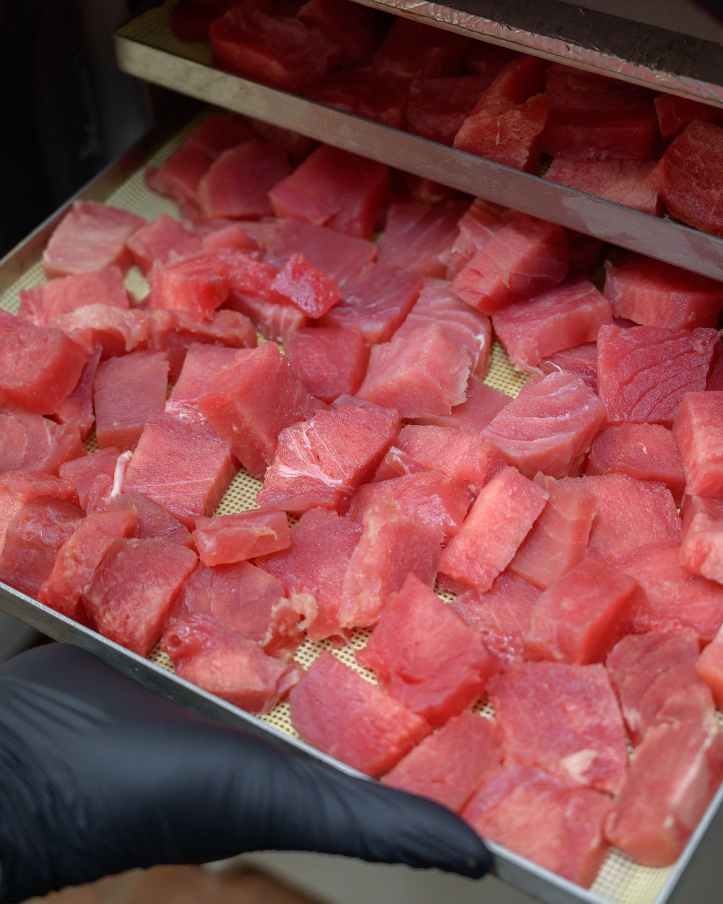 Chunky Tuna (per g) // 慢吞吞(每克)