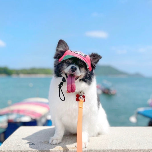 Two-tone Coral Pink // dog hat