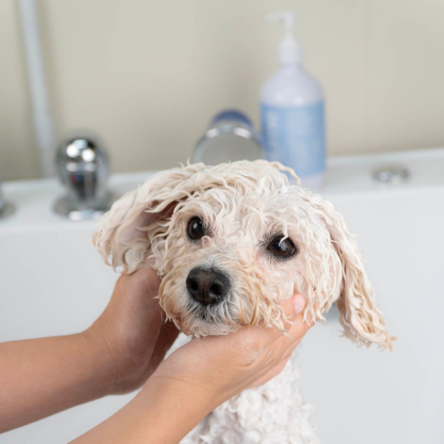 Pet Shampoo for Sensitive Skin // fragrance-free