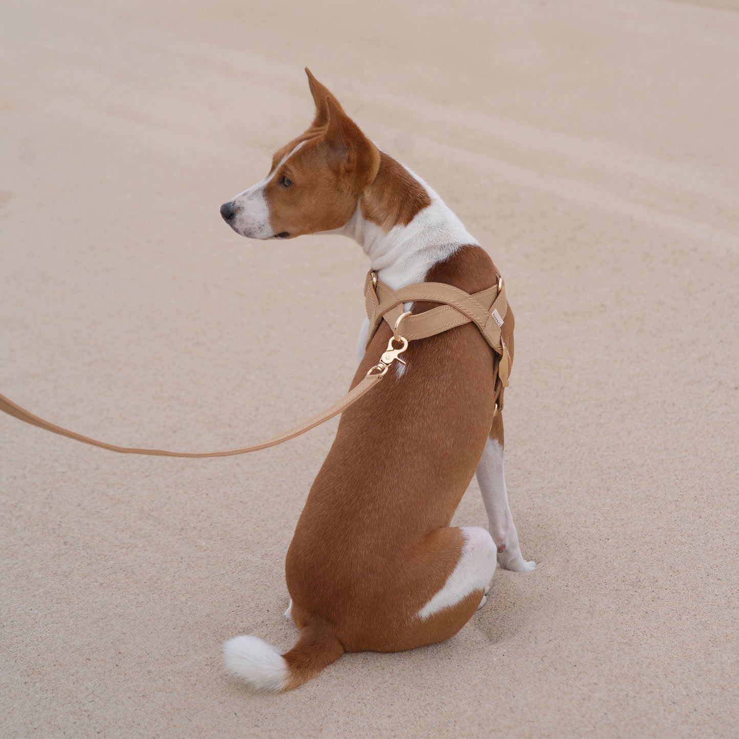 Å // plain harness