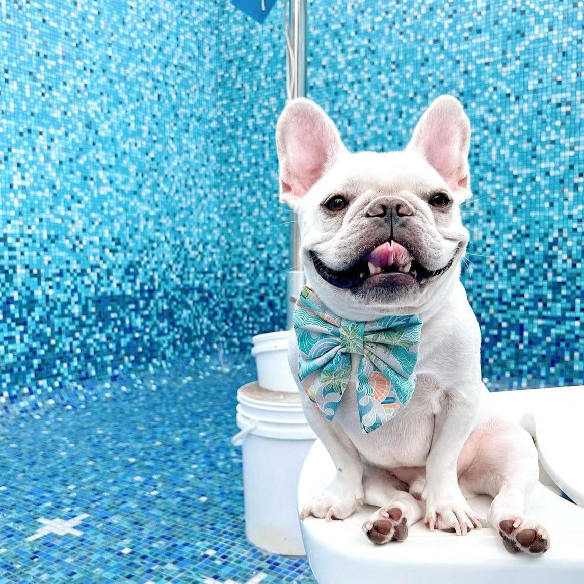 SURF PARADISE // bow