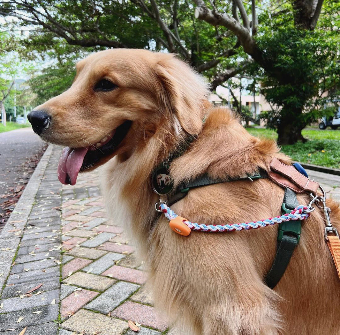 TELUM PLUS // safety strap