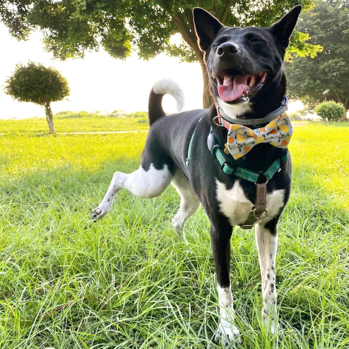 YELLOW PEAR // bandana