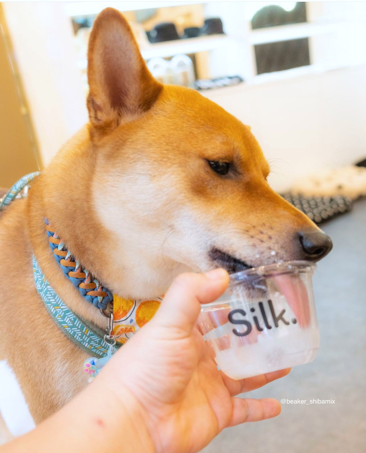 STAVROS // adjustable collar