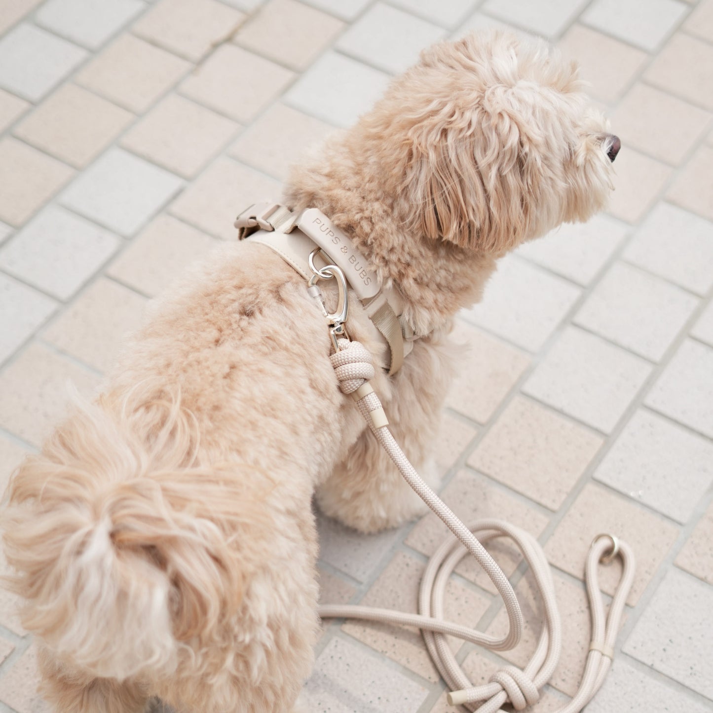 ROVER // harness