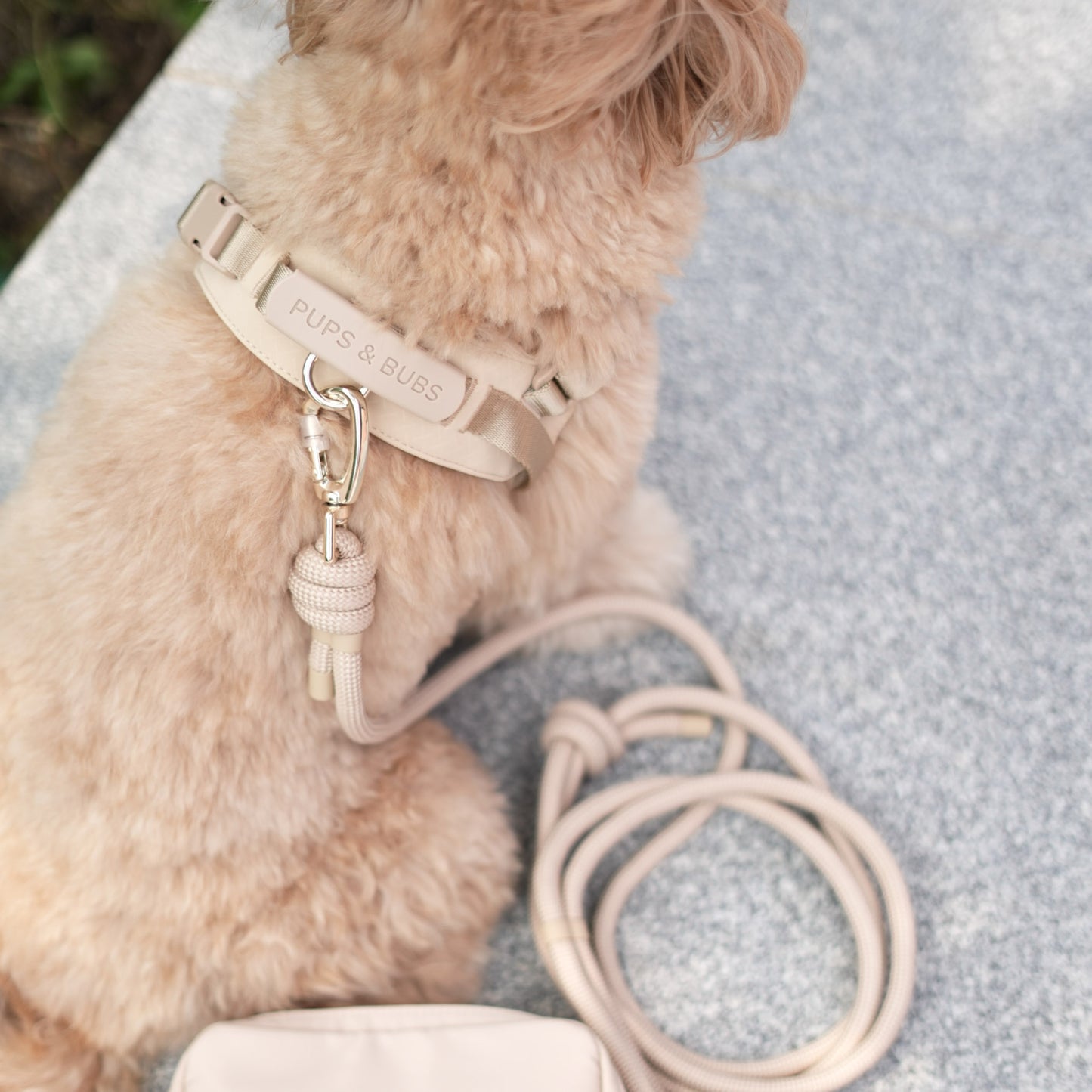 ROVER // harness