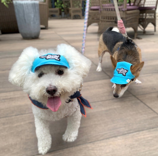 Oceana Blue x Blueberry Blue // dog hat