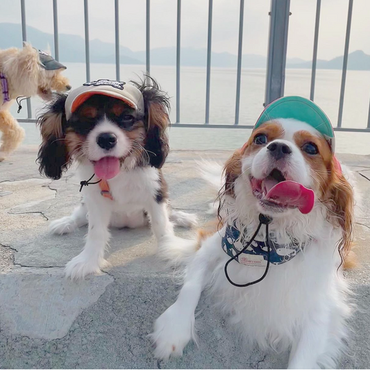 Puppuccino Beige x Happy Tangerine // dog hat