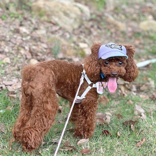 Sweet Violet x Oceana Blue // dog hat
