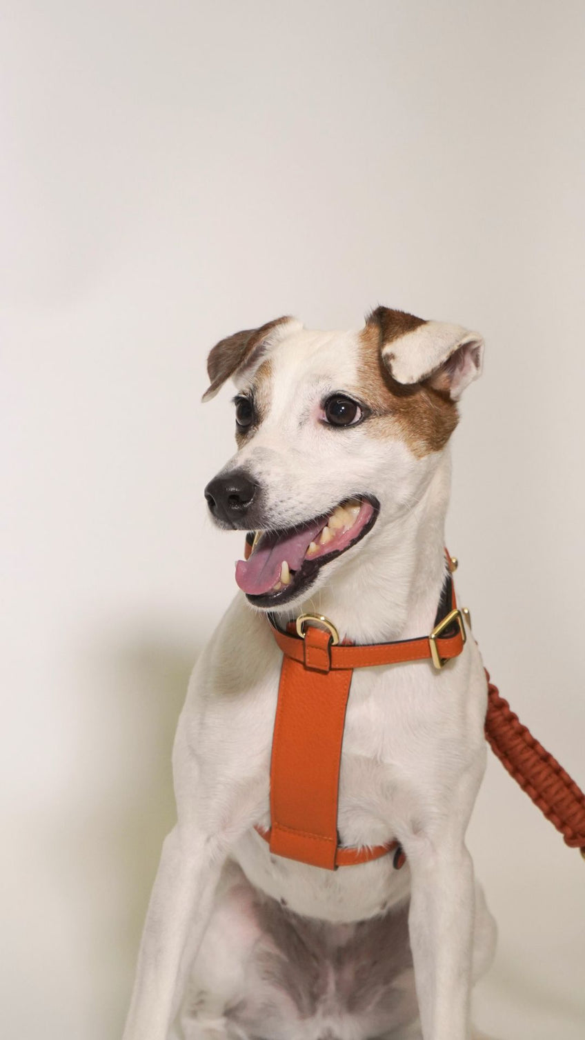 Handcrafted Leather Harness