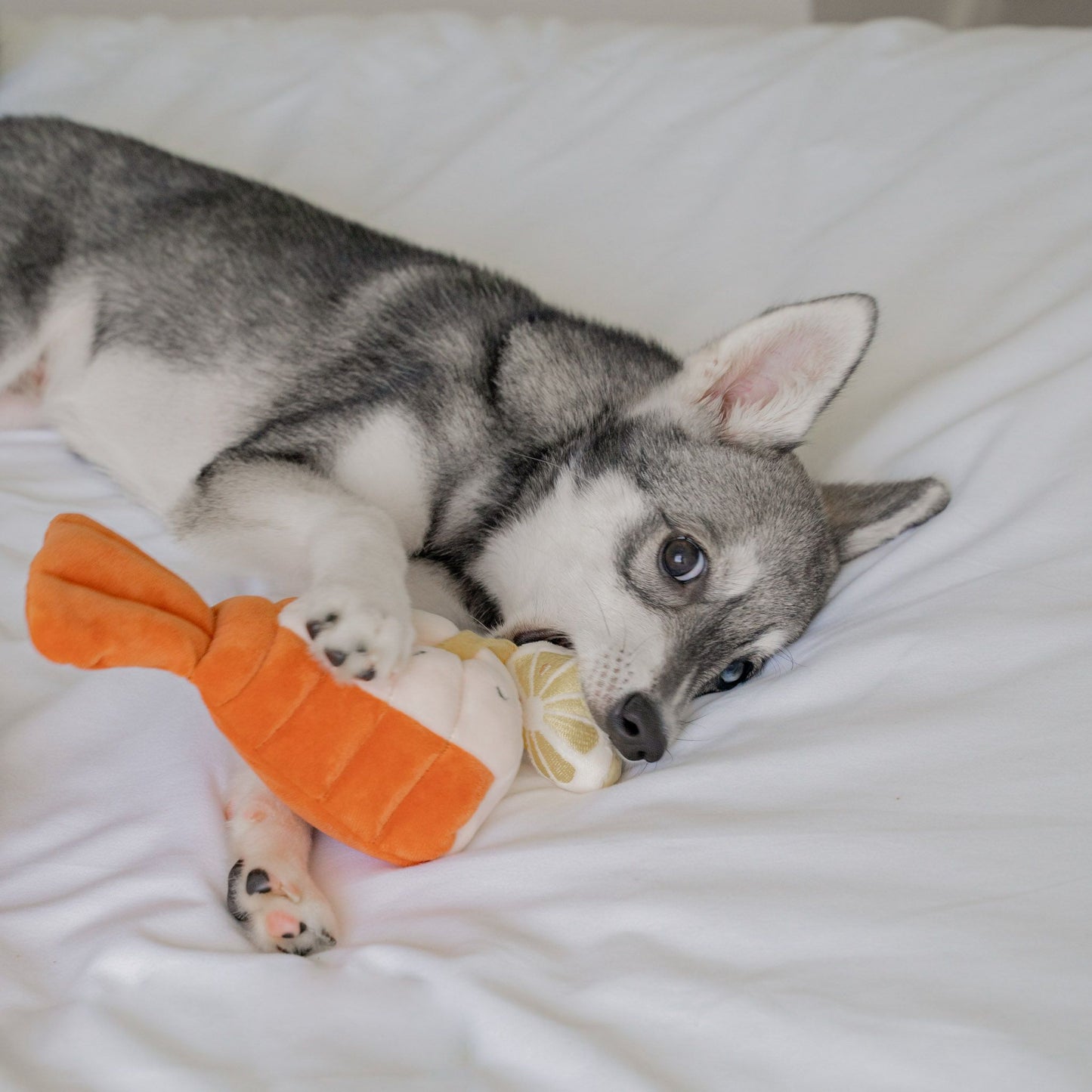 GRILLED LOBSTER // nosework toy