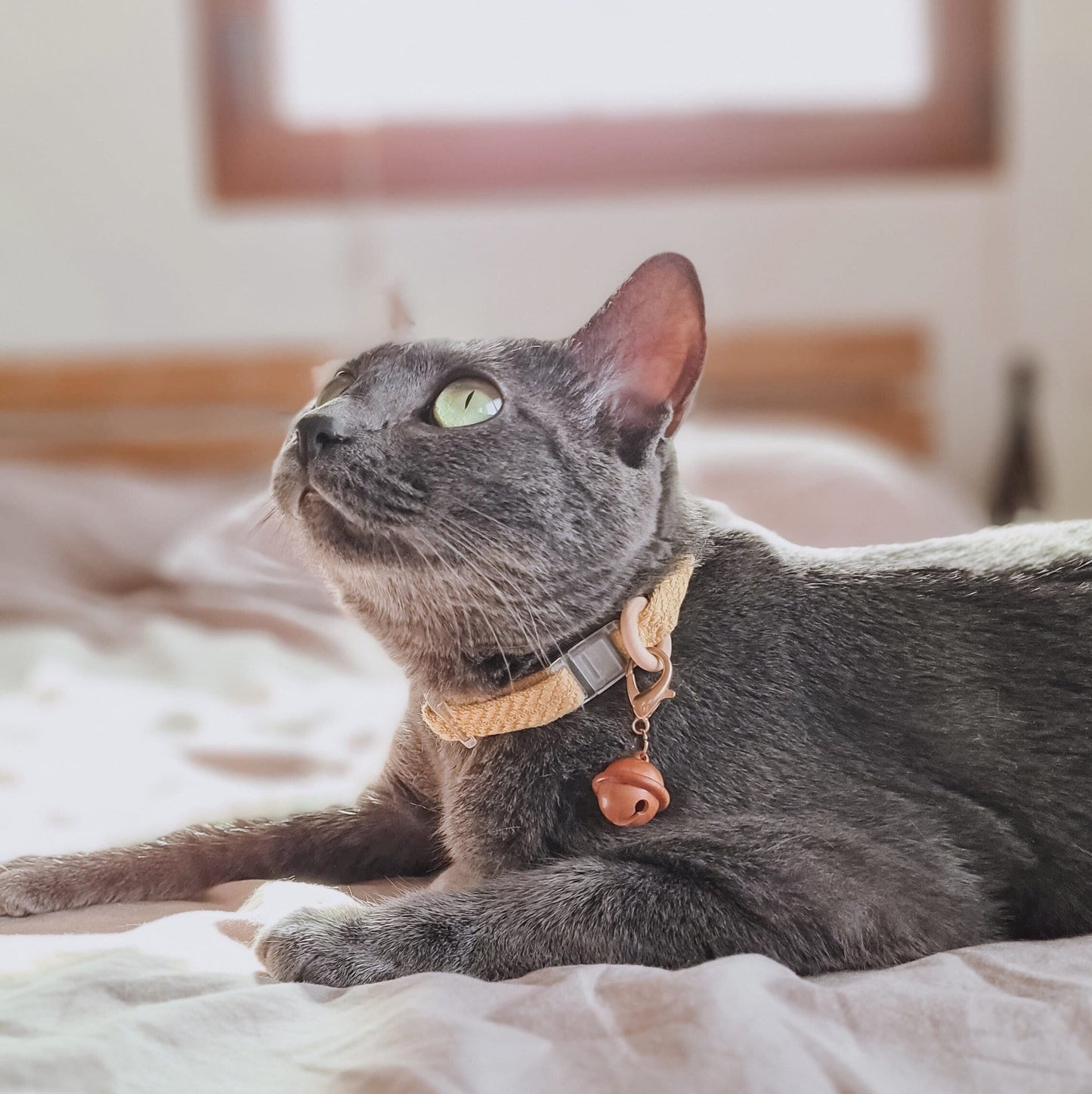 KATT // fine collar