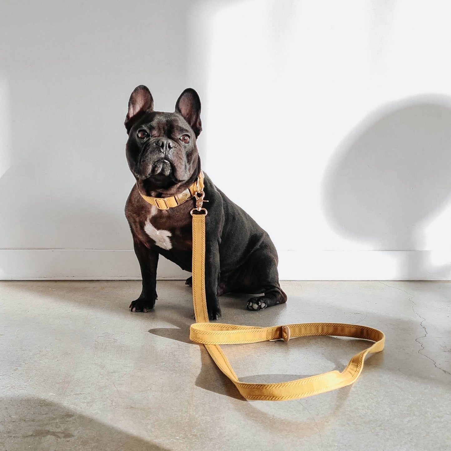 RA // regular leash