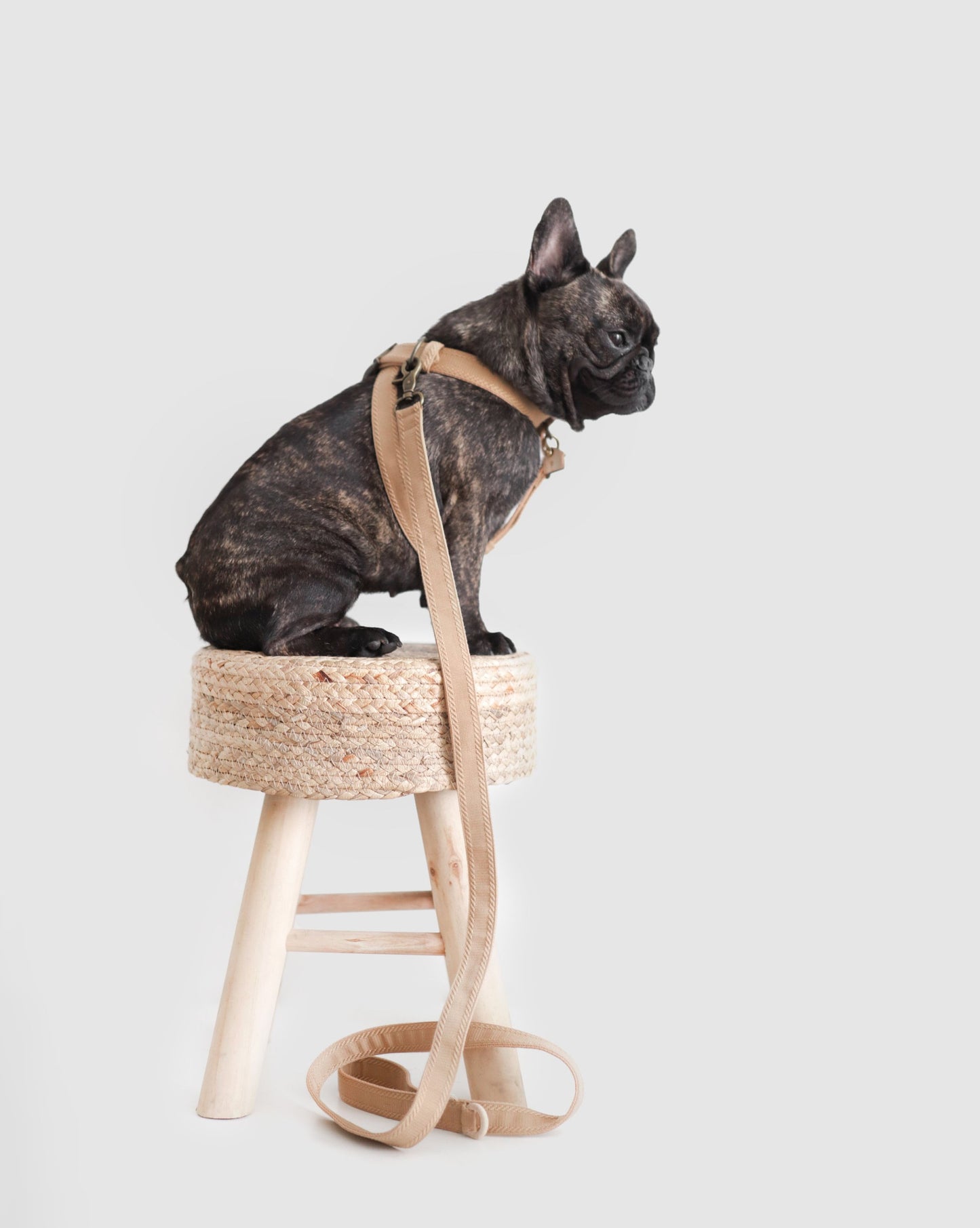 RA // regular leash