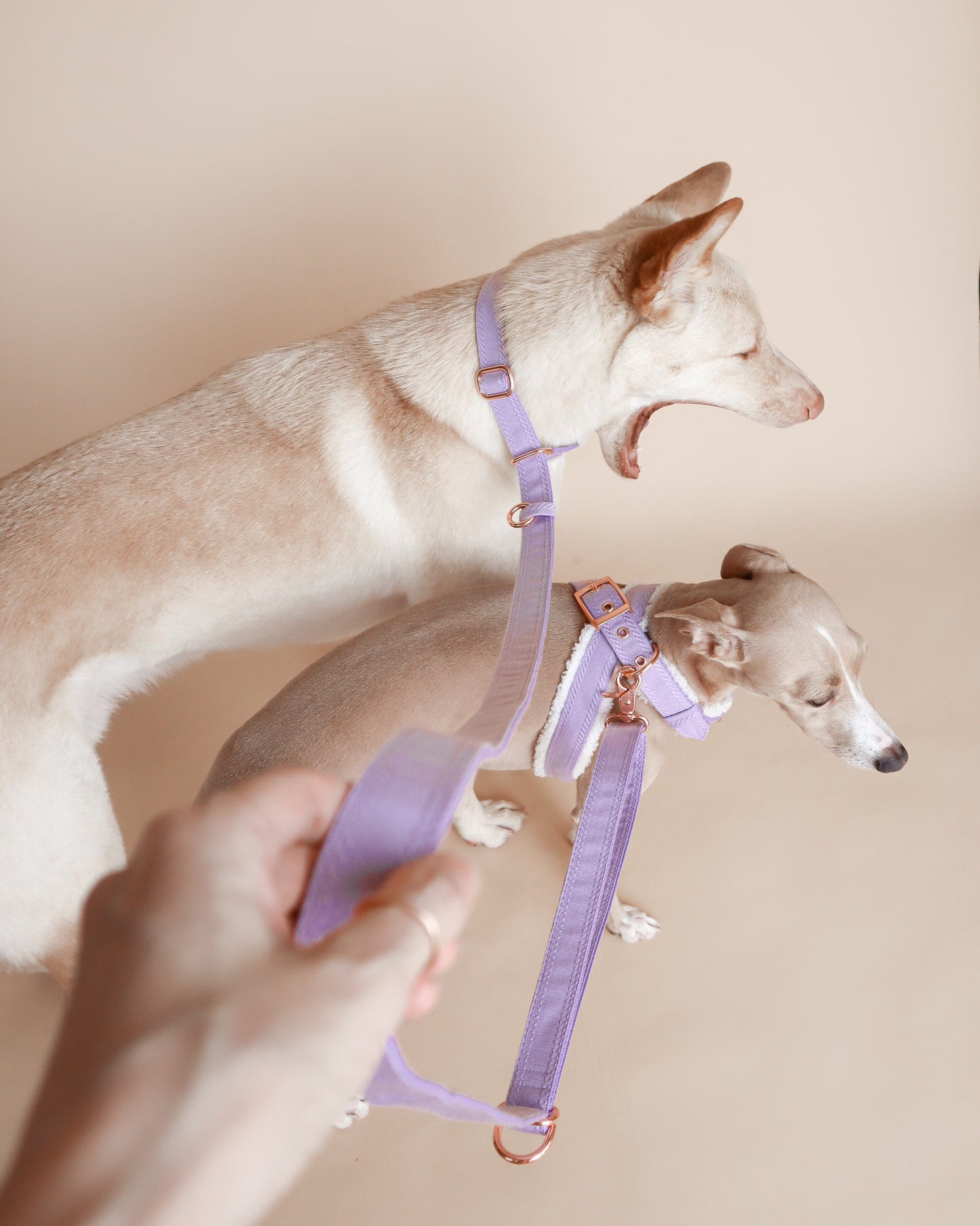 YKSI // crossbody leash