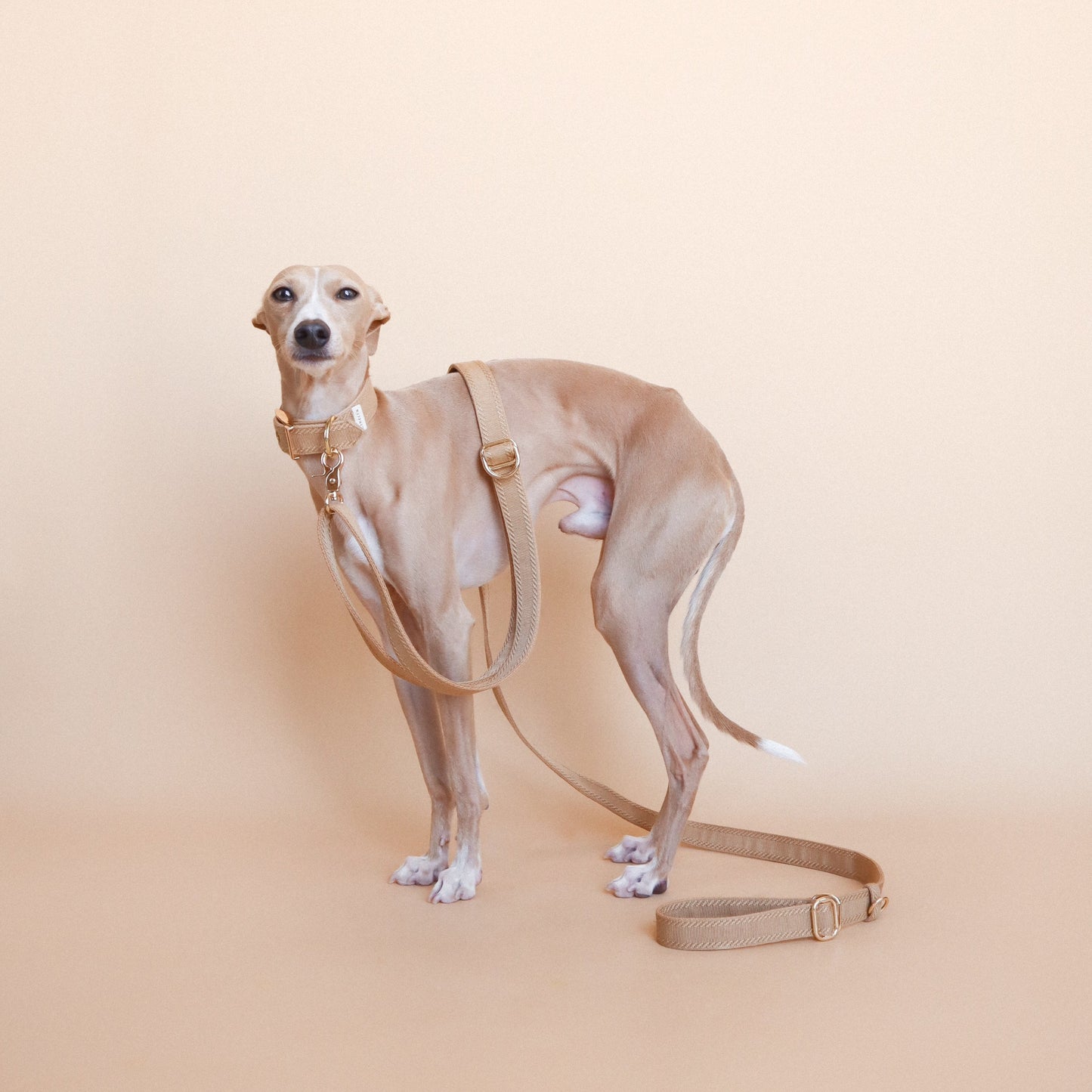 YKSI // crossbody leash
