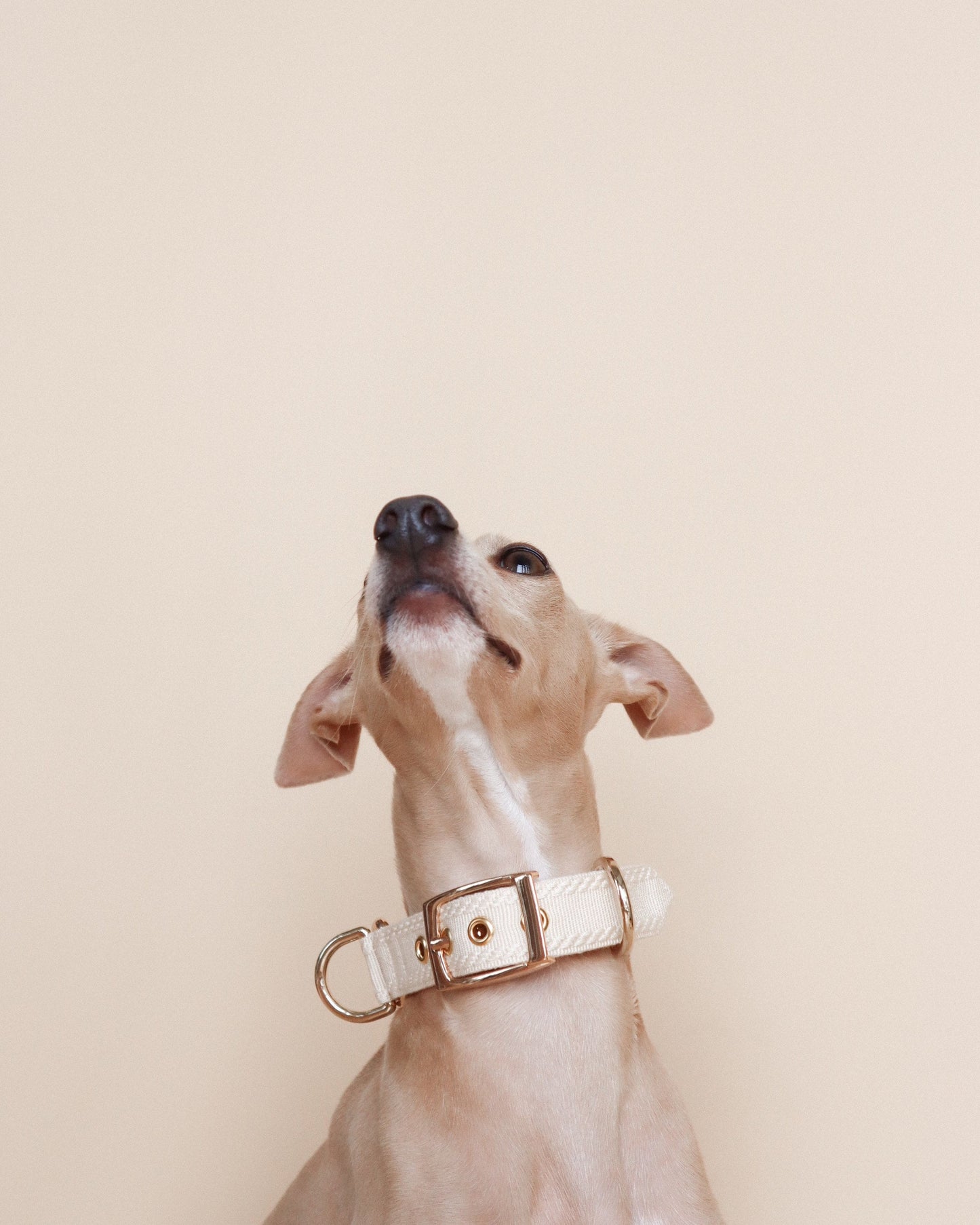 HUO // plain two-way collar
