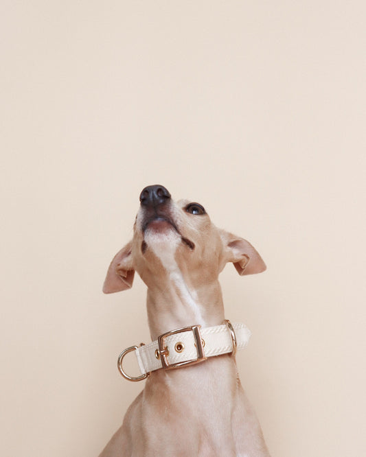 HUO // plain two-way collar