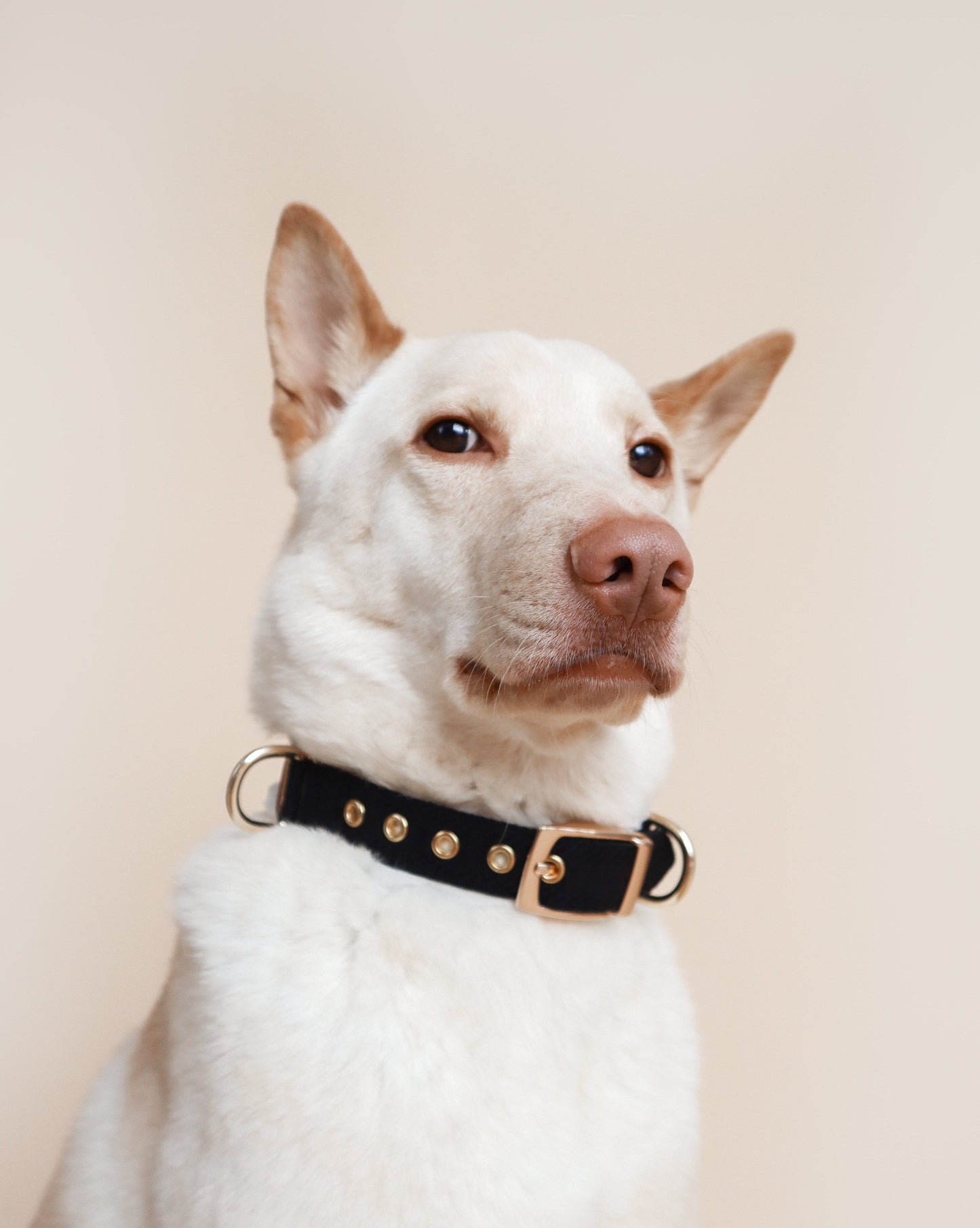 HUO // plain two-way collar