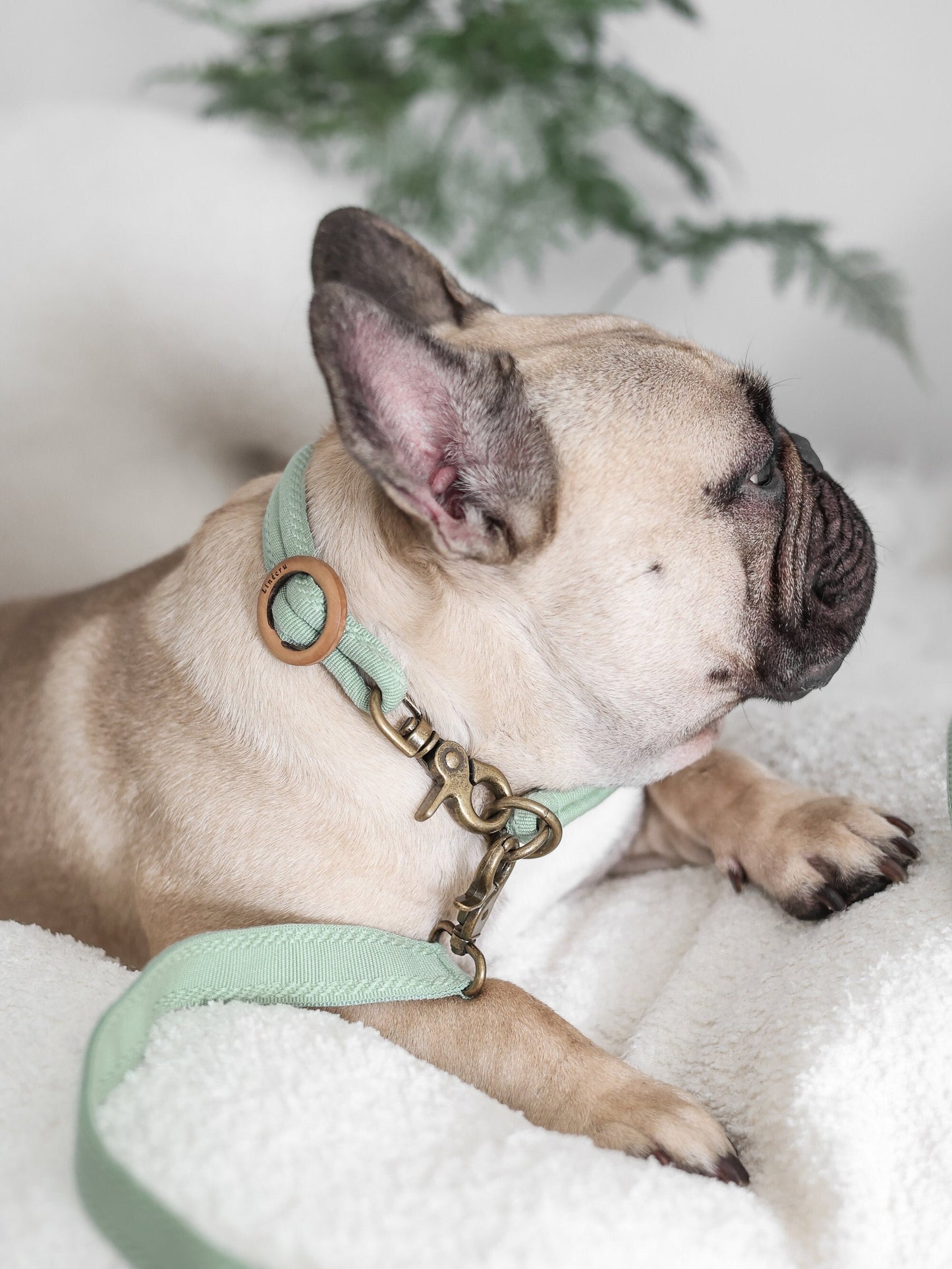 NODO // slip collar