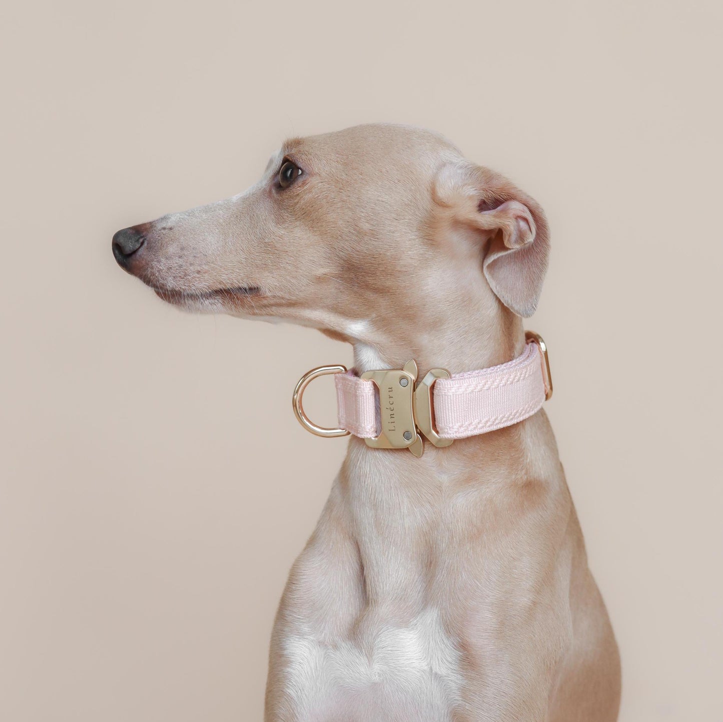CLAI // classic collar