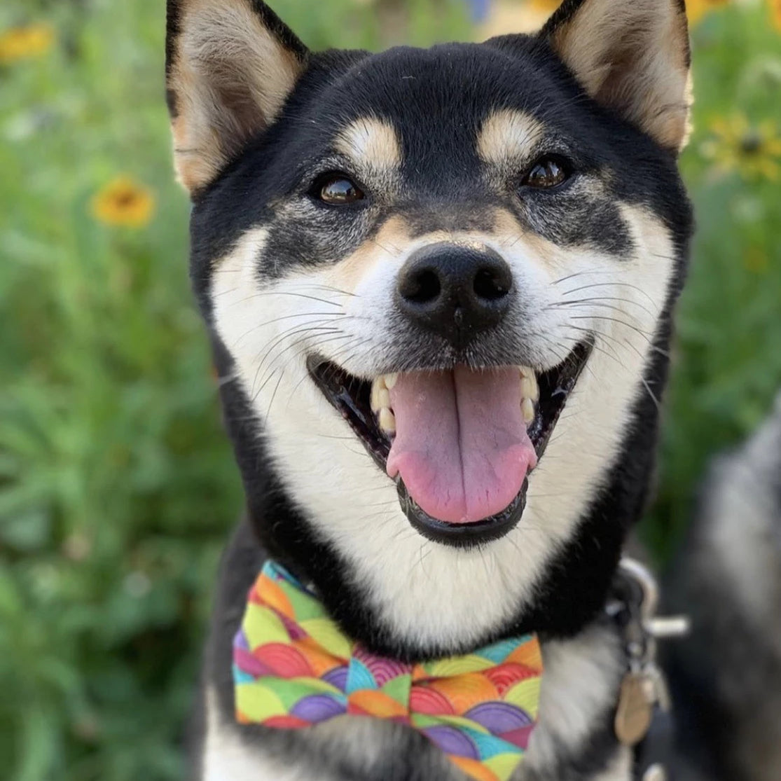 FORTUNE NAMI RAINBOW // bow