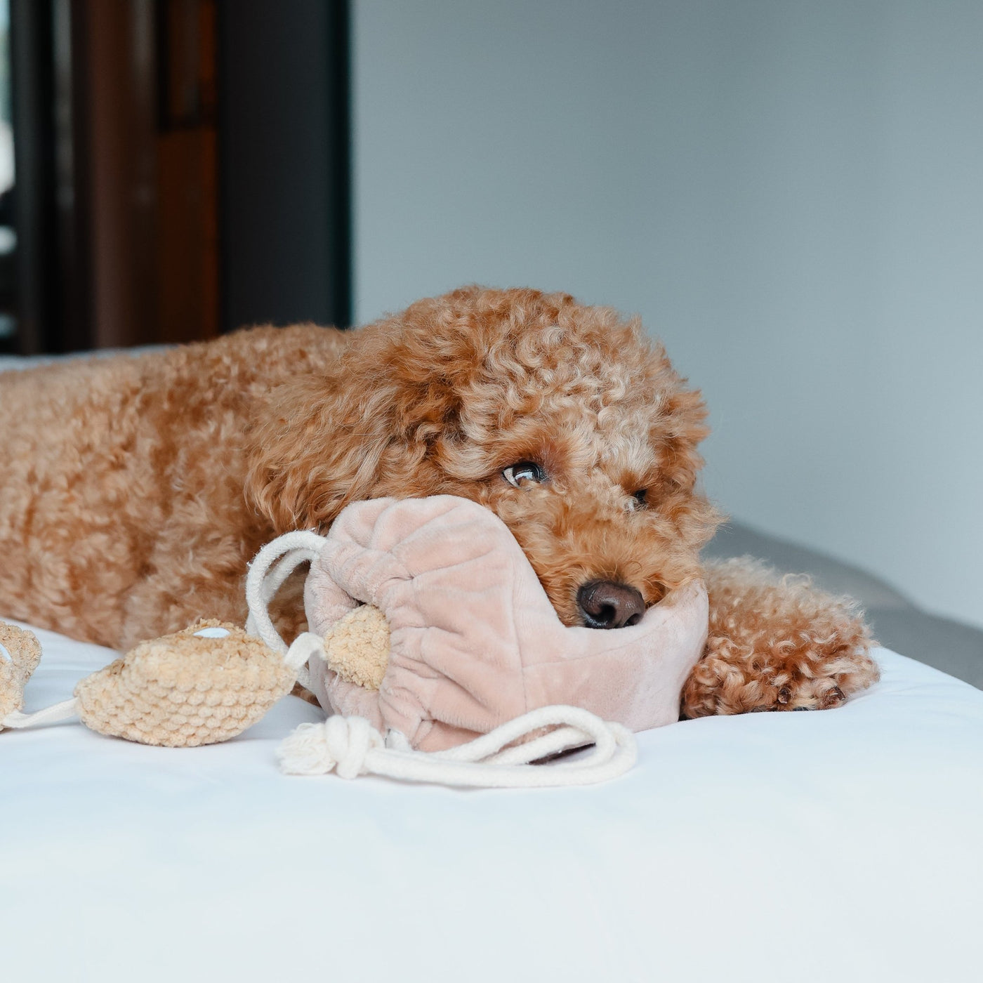 POPCORN // nosework toy