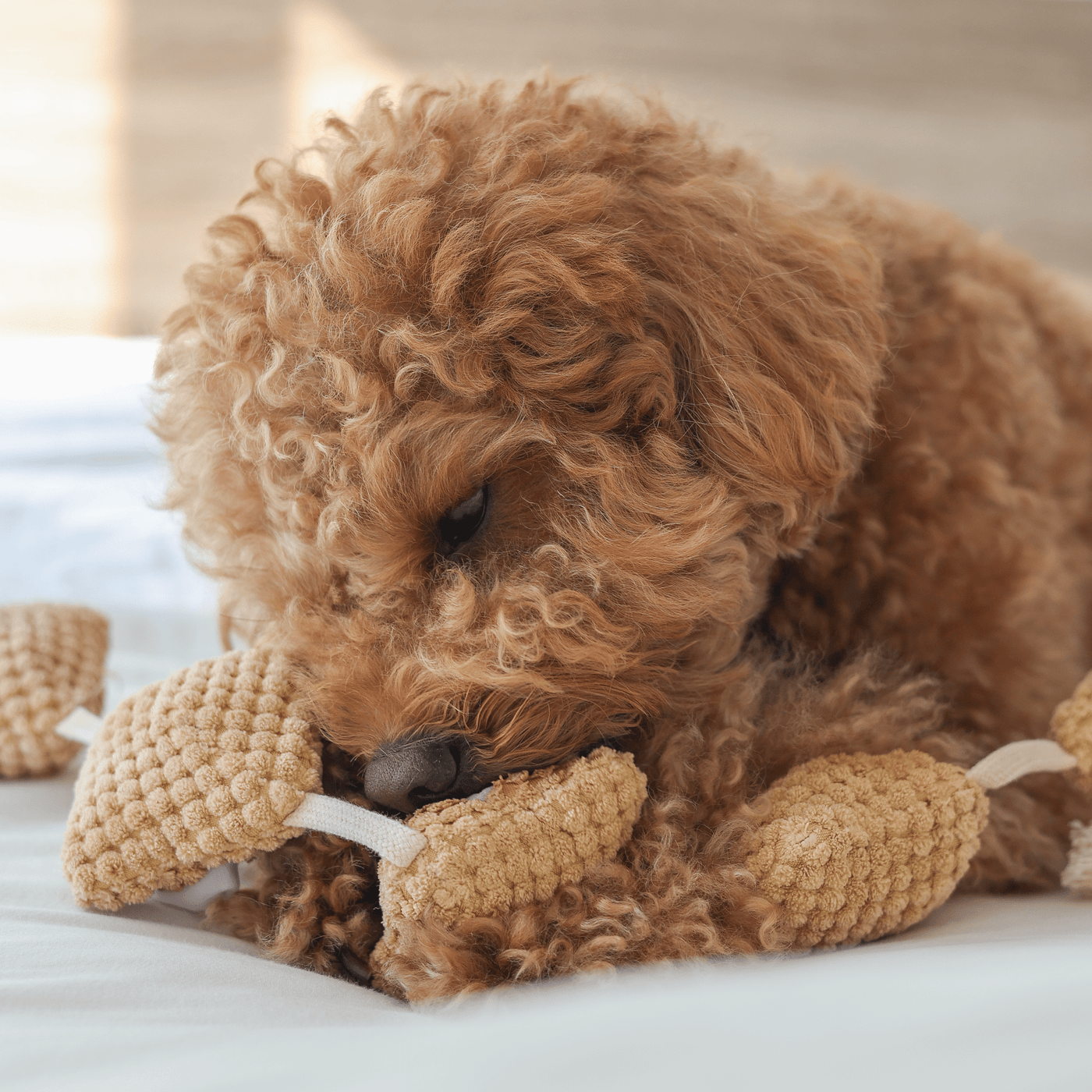 POPCORN // nosework toy