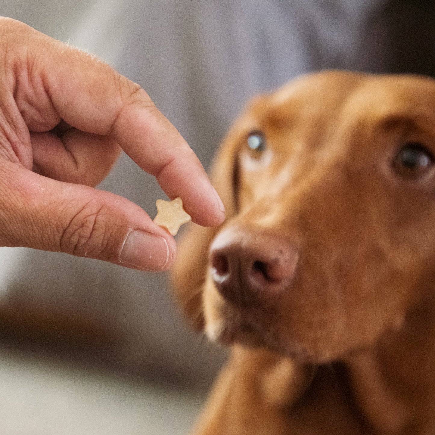 MINI STAR // baking mat