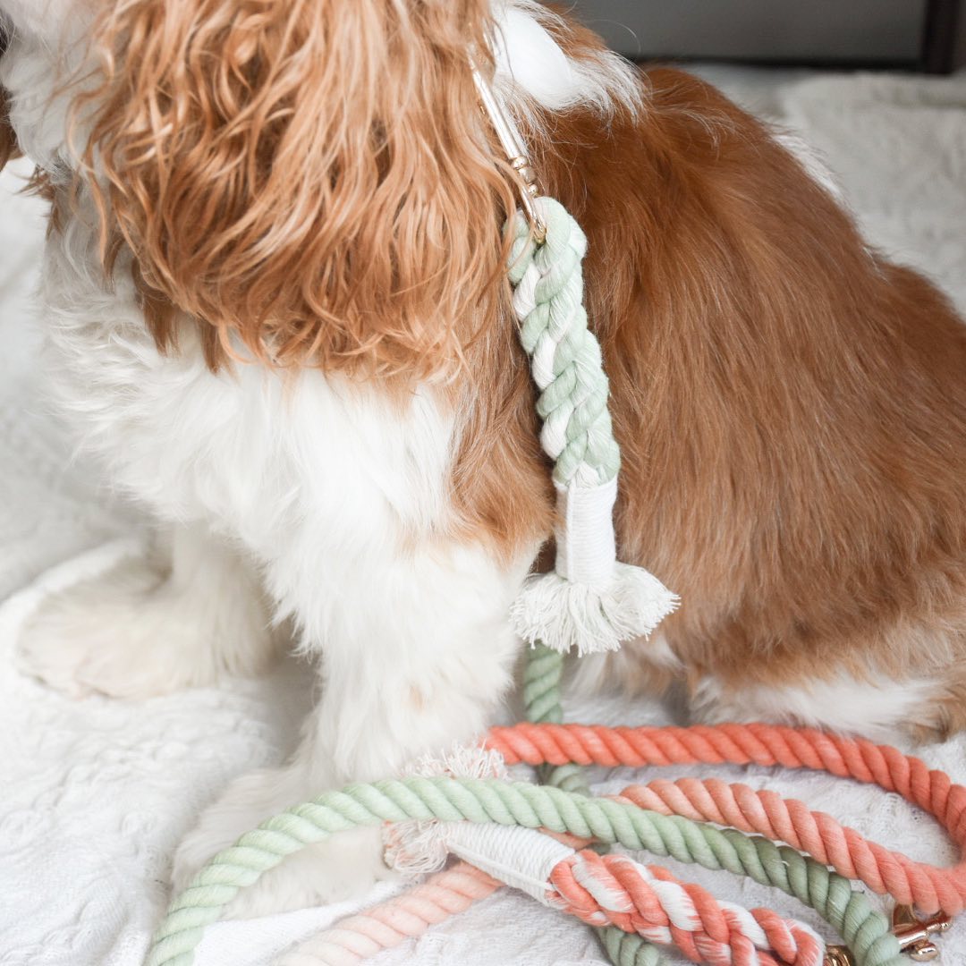 dog with a handmade dog leash in green and orange