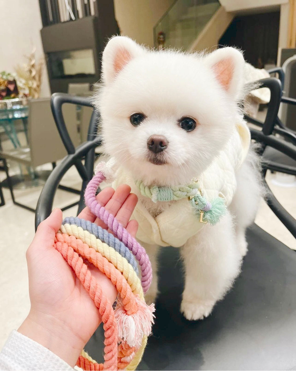 dog with a thin, light crossbody long leash