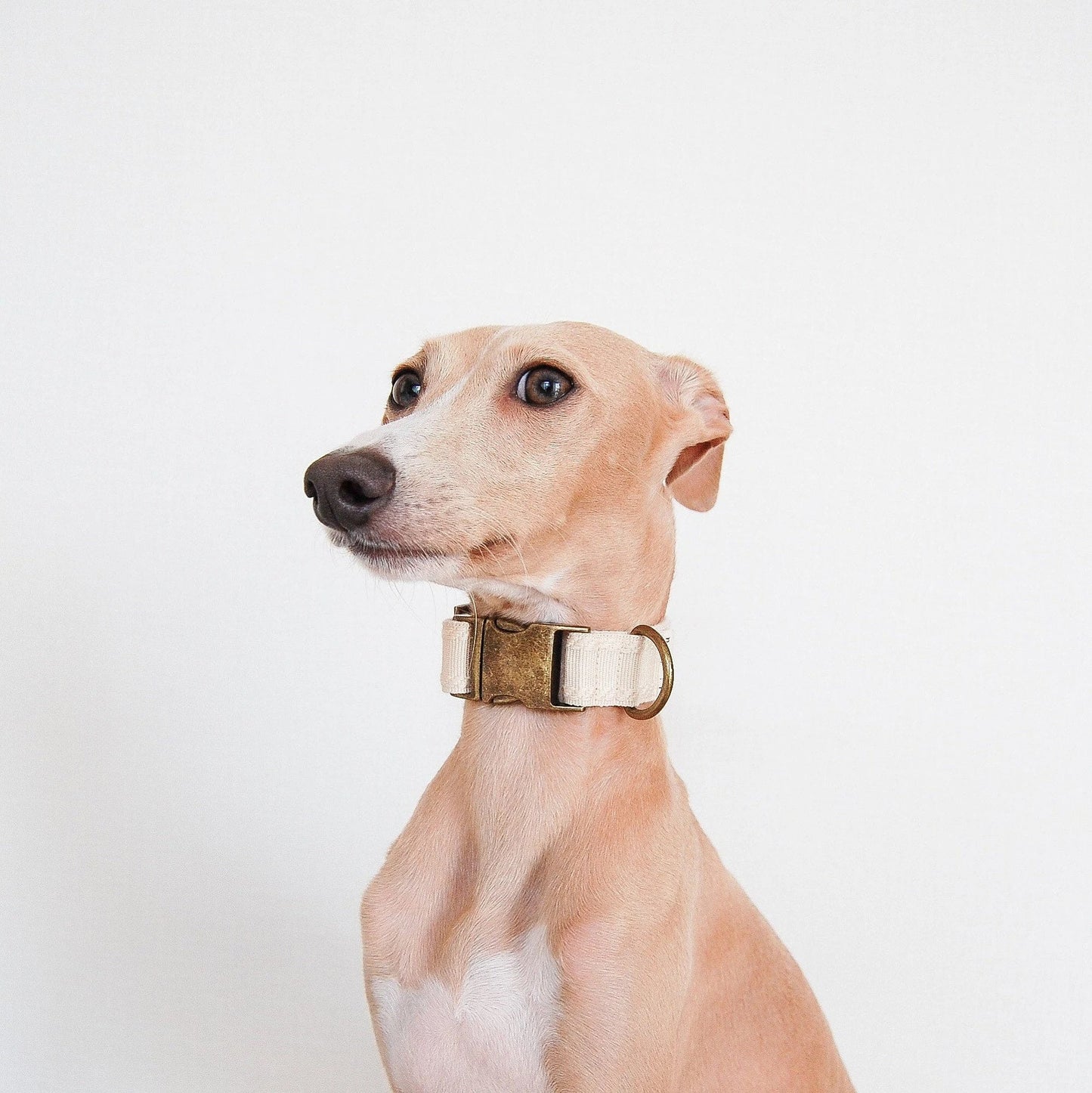 CLAI // classic collar