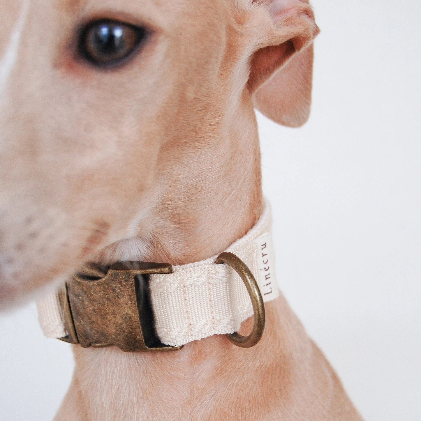 CLAI // classic collar