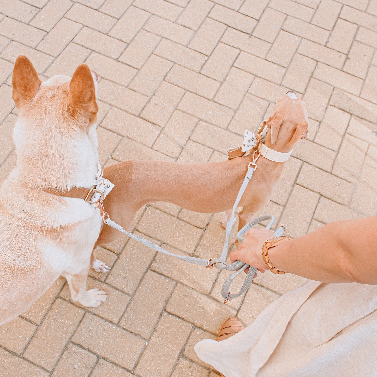 LINJE // crossbody leash