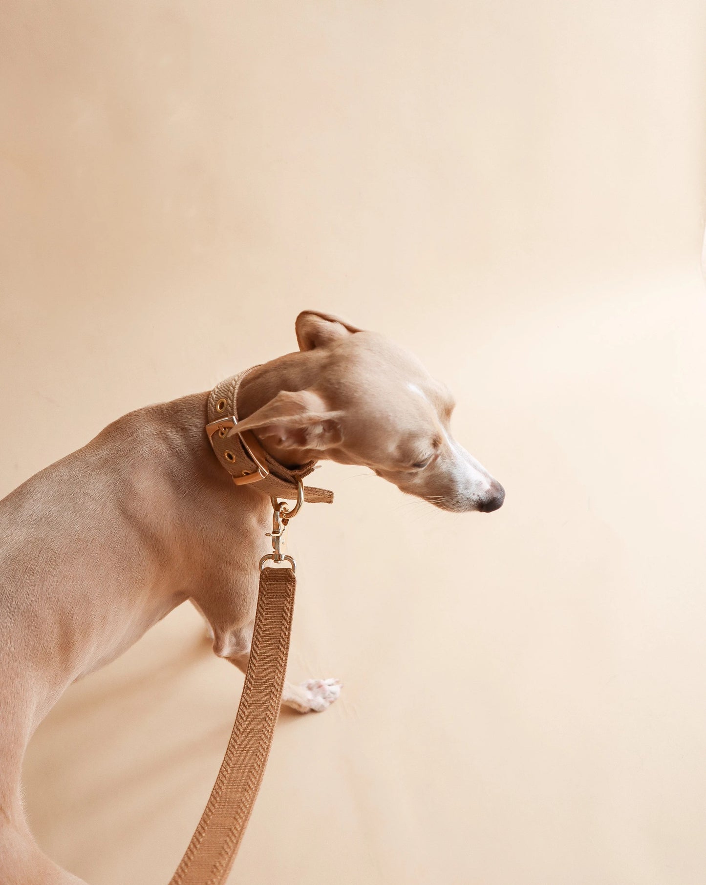 ISSI // classic collar