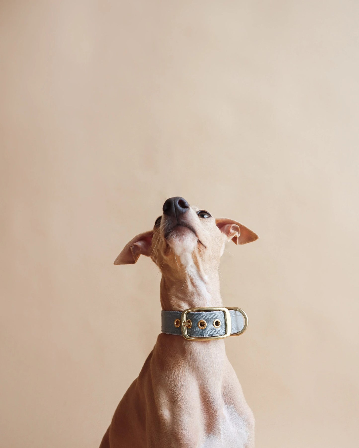 ISSI // classic collar