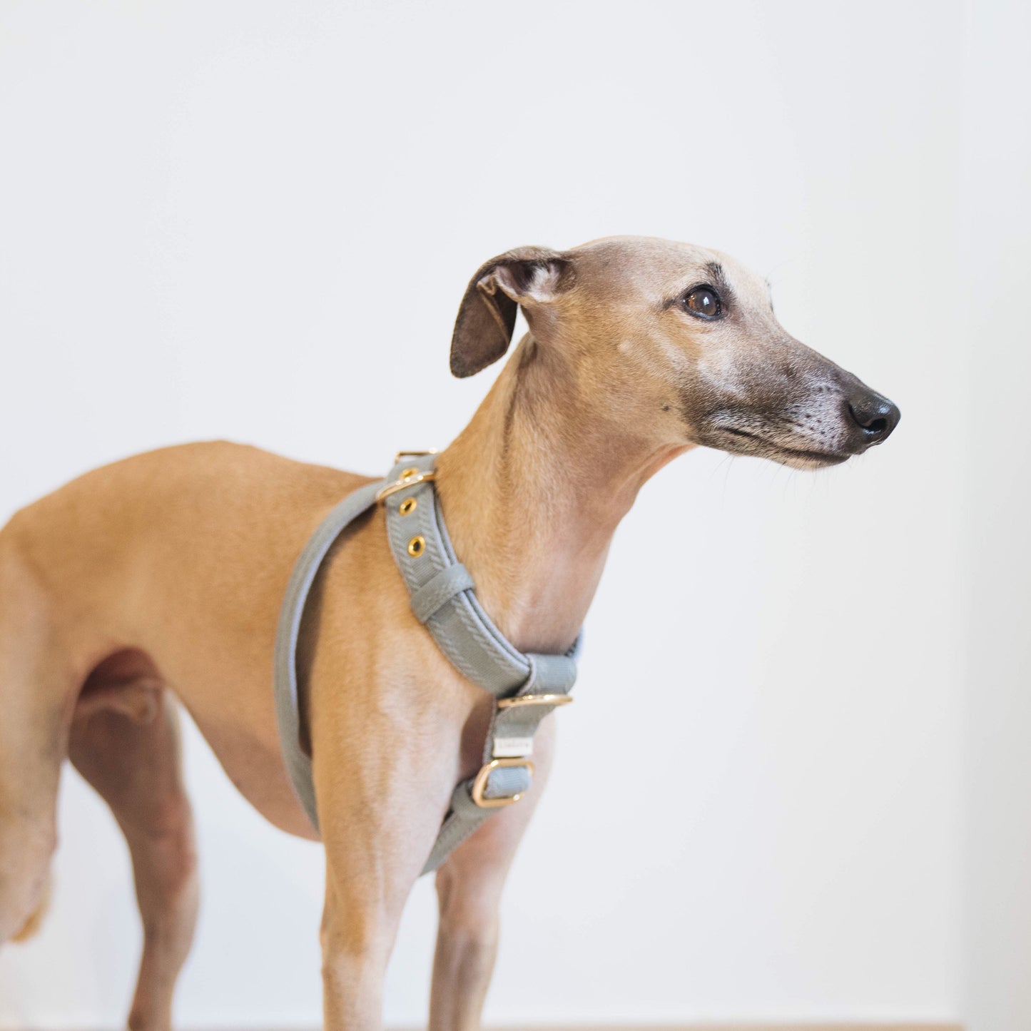 Whippet dog wearing the plain harness