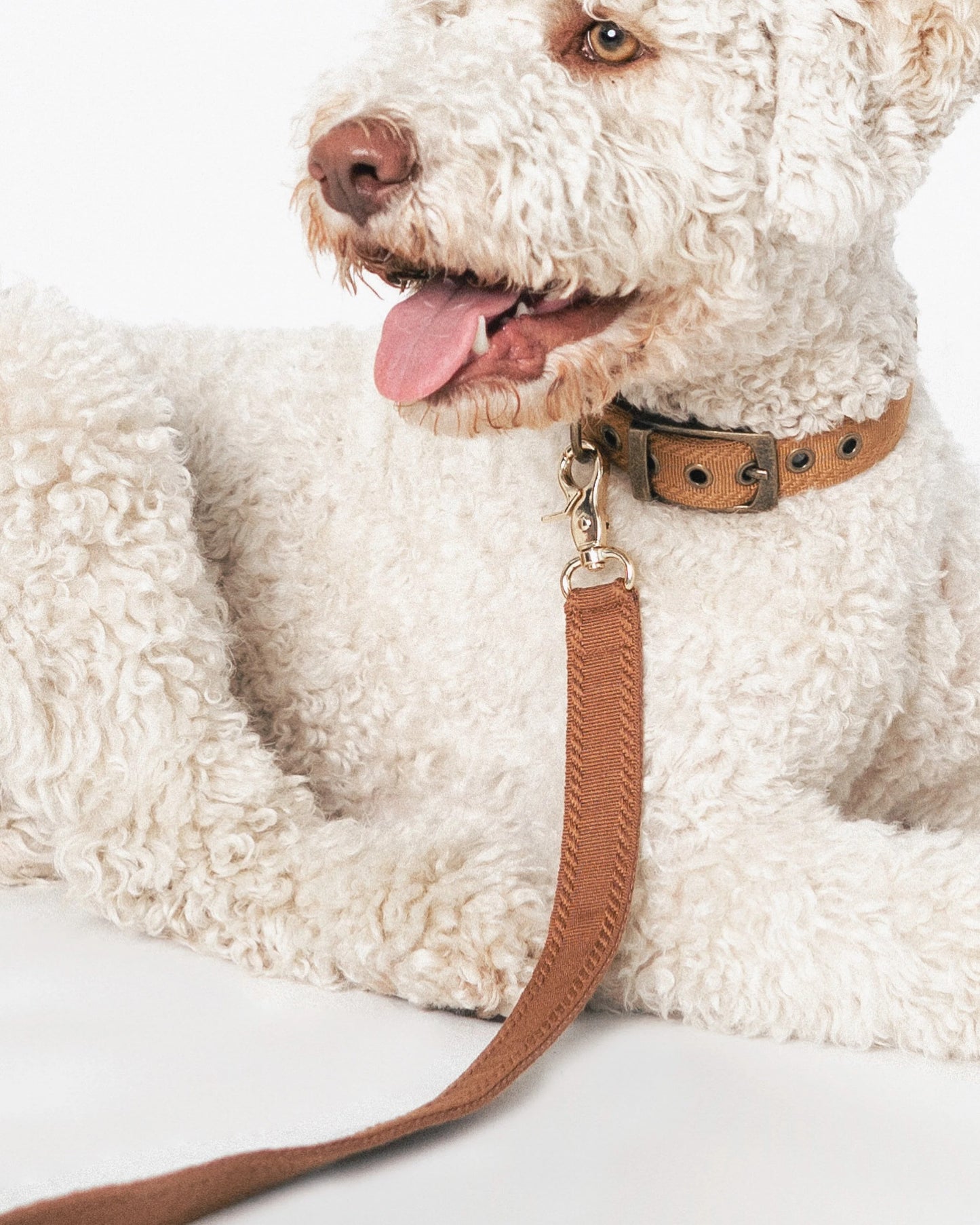 ISSI // classic collar