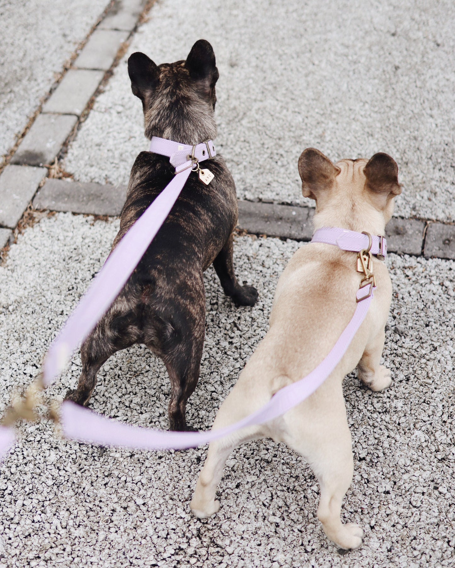DIVI // add on split leash