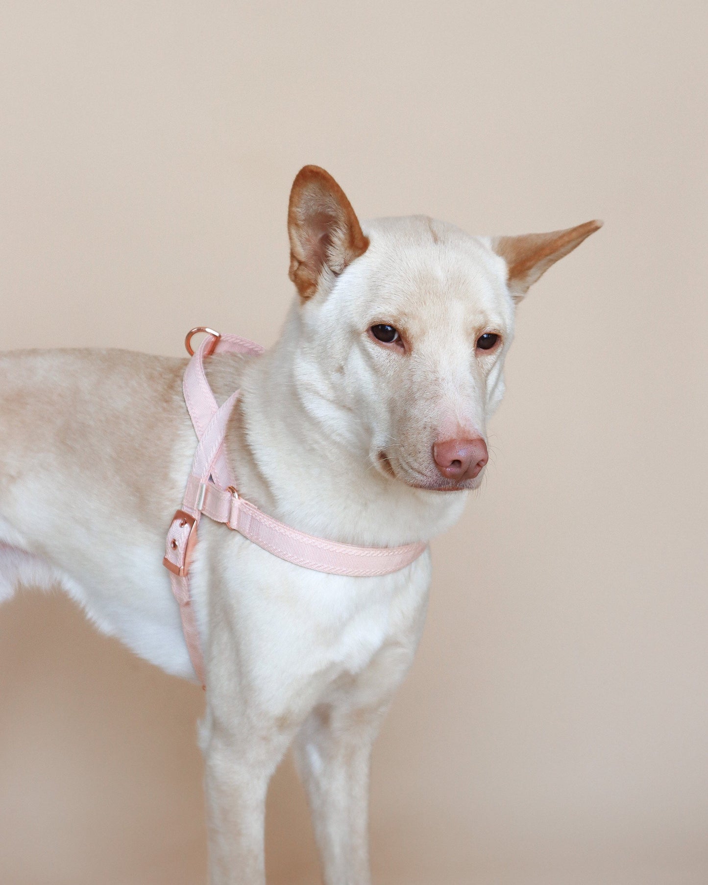 Dog wearing the plain A harness
