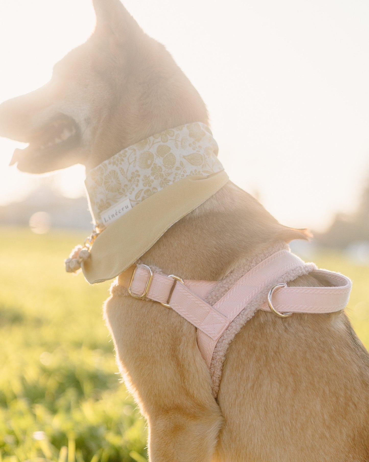 Dog wearing the fluffy A harness