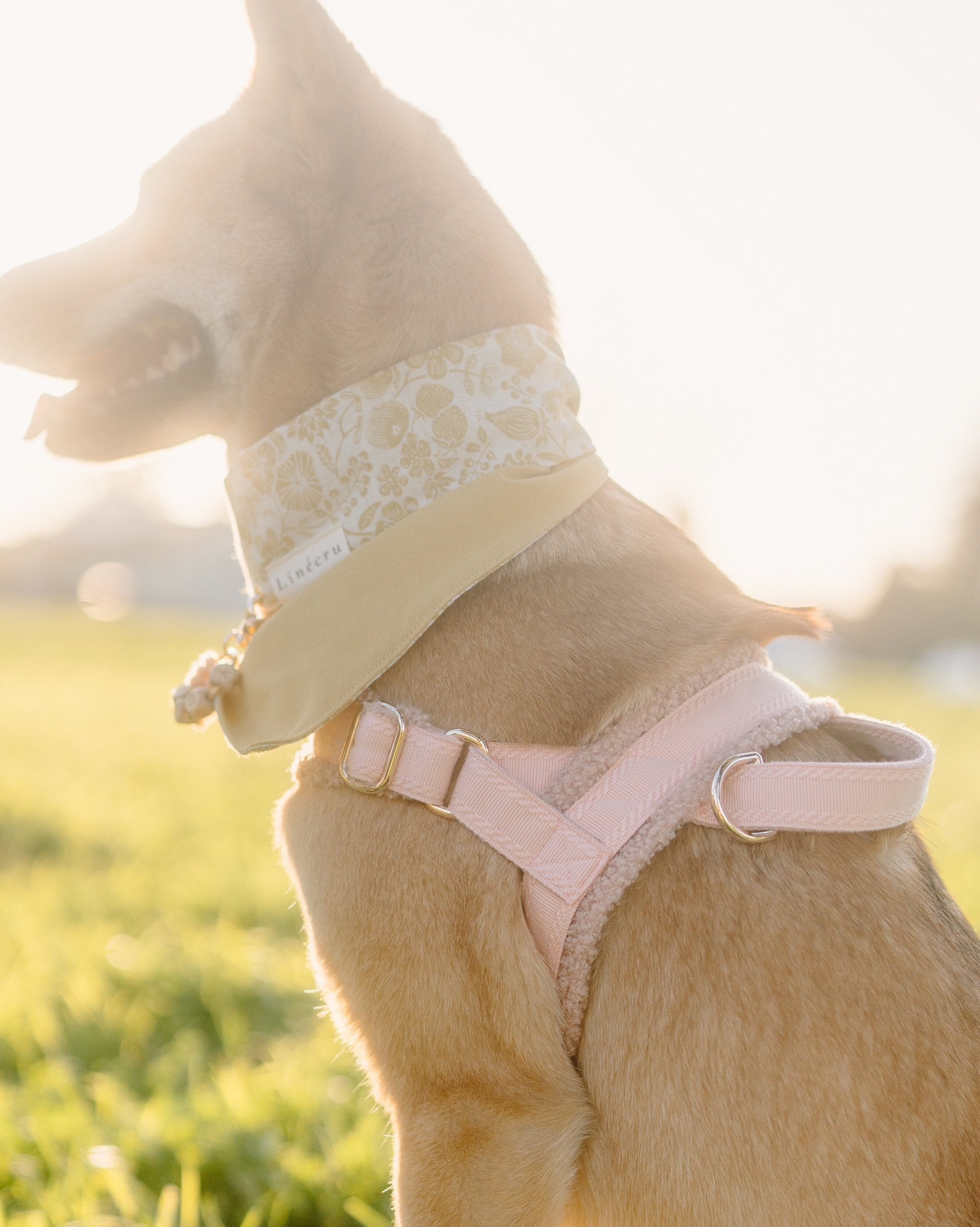 Dog wearing the fluffy A harness