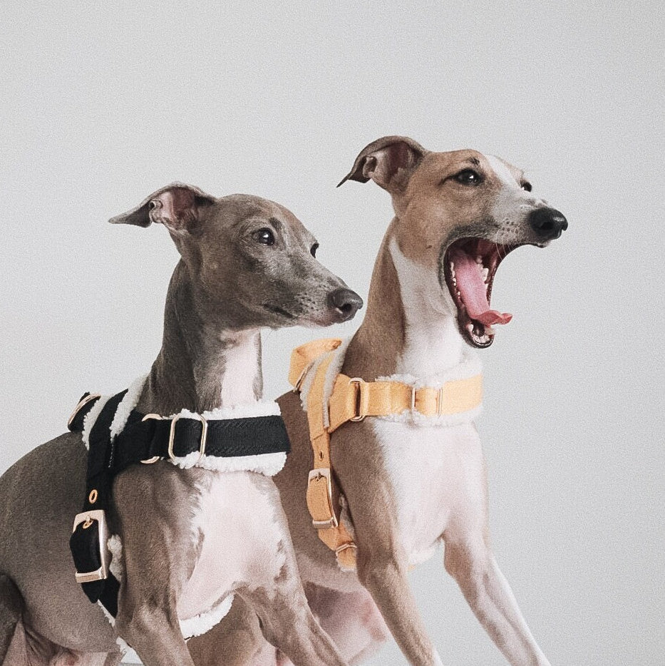 Short haired dogs wearing the fluffy A harness