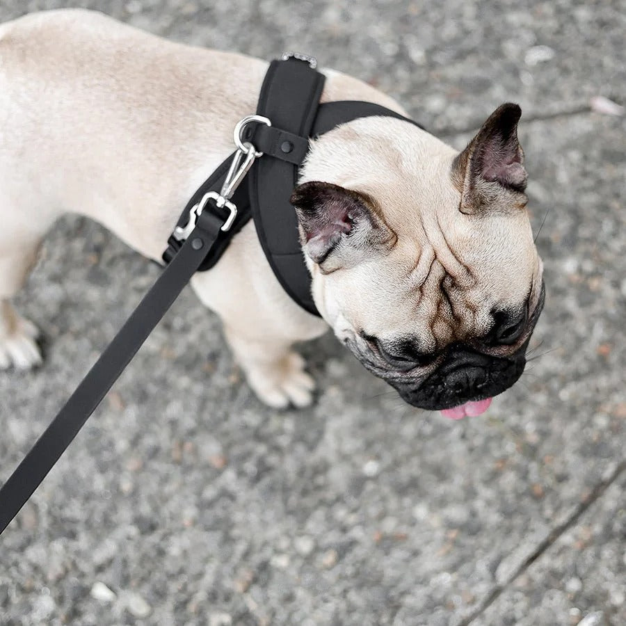 ROAM // crossbody leash
