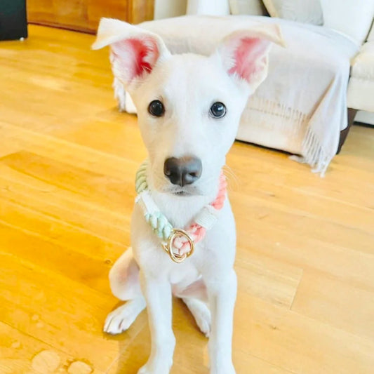 12mm slip // cotton rope collar