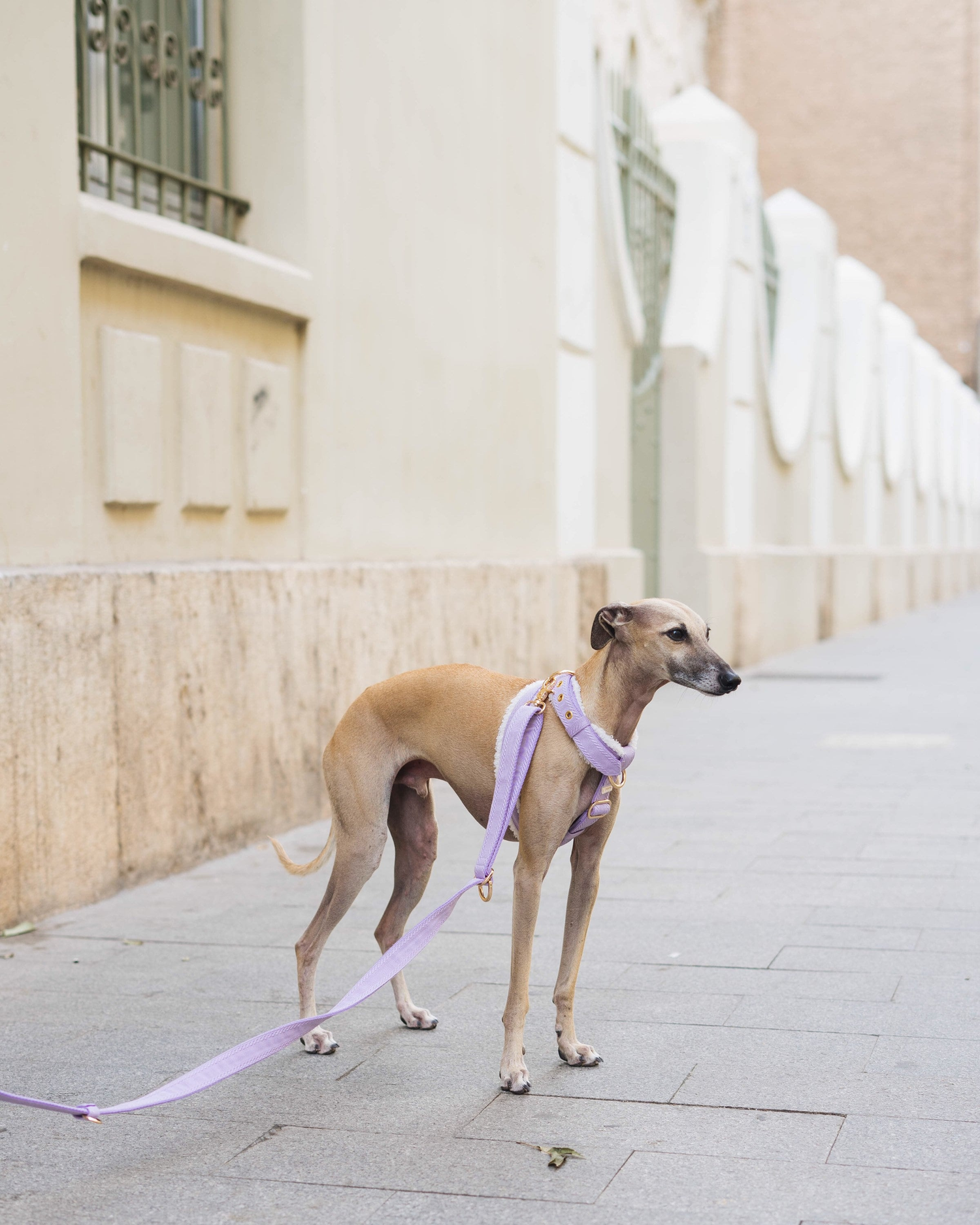 Collars, Harnesses, and Leashes