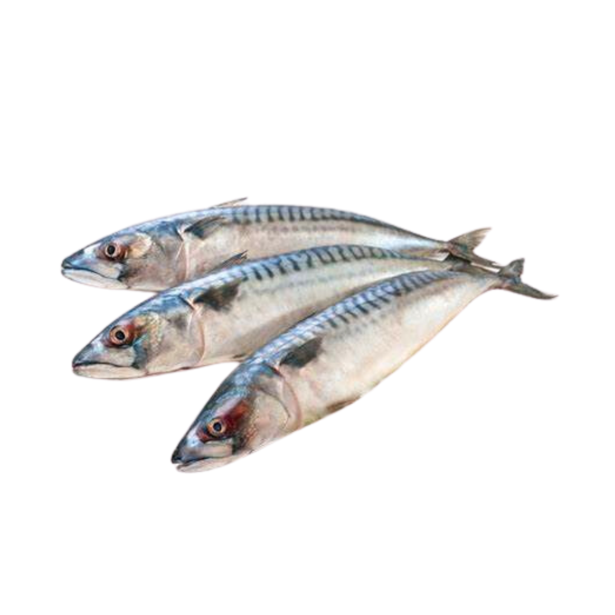 Mackerel (Per g) // RAW